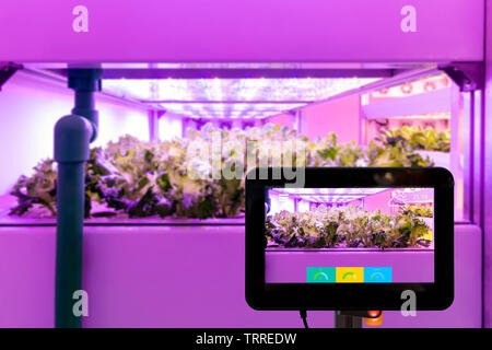 Smart Landwirtschaft futuristische indoor Landwirtschaft Konzept. Tablet Überwachung künstliche LED-Lichtquelle in einem Experiment auf Gemüse verwendet, vertikal Stockfoto