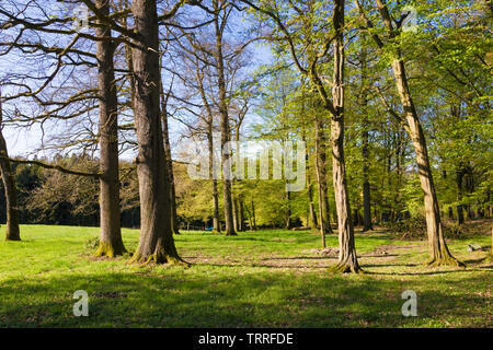Wald im Frühling. Stockfoto