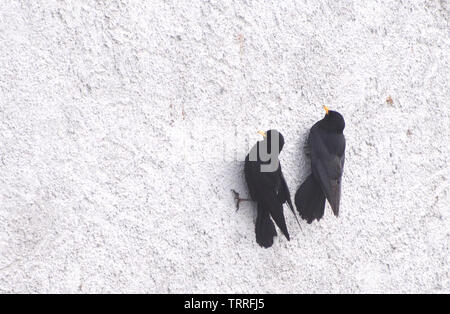 Ein paar Alpine choughs oder yellow-billed choughs (Pyrrhocorax Ochotonidae) klammern sich an eine gerenderte Wand im Zentrum von Samones wo Sie sind Suchei Stockfoto