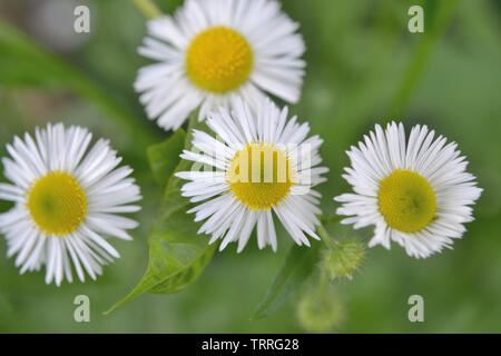 Erigeron annuus, Daisy fleabane Blumen Stockfoto