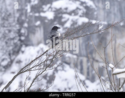 Ein Rabe (Corvus Corax) Sitzstangen auf einem Zweig Vermessung eine winterliche Bergwelt. Samoens, Haute Savoie, Frankreich. Stockfoto