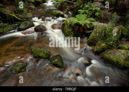 Schnell fließenden Gebirgsfluss mit Moos bedeckte Steine, Noojee, Victoria, Australien. Stockfoto