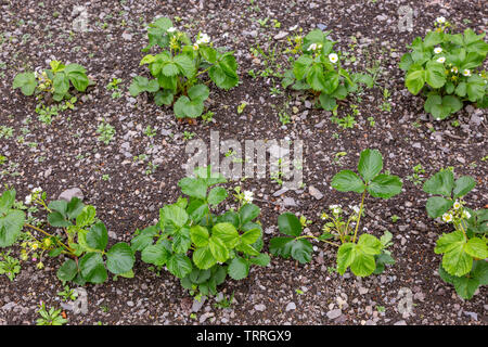 Erdbeerpflanzen Nahaufnahme Stockfoto