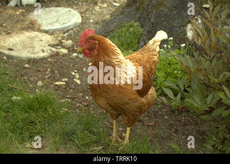 Alte Biddy Henne Sucht Bugs im Hof Stockfoto