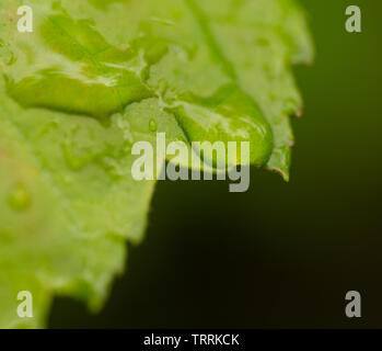 Junge Sugar maple leaf im Wald in New York wit Regen fällt im Frühjahr. Stockfoto