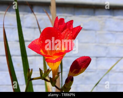 Bunte Blumen fressia mit winzigen Wassertropfen blühen in meinem Garten. Stockfoto