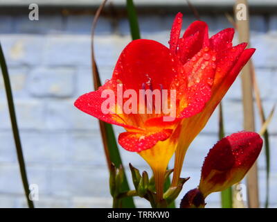 Bunte Blumen fressia mit winzigen Wassertropfen blühen in meinem Garten. Stockfoto