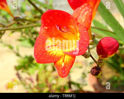 Bunte Blumen fressia mit winzigen Wassertropfen blühen in meinem Garten. Stockfoto