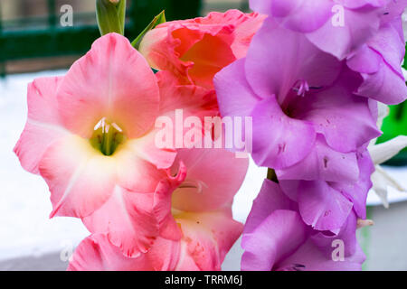 Bunte Blumen Gladiolen blühen im heimischen Garten. Stockfoto