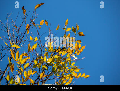 Ast mit gelben Blätter im Herbst gegen einen klaren blauen Himmel Bild mit Kopie Raum im Querformat isoliert Stockfoto