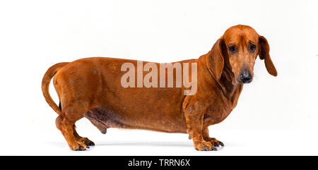 Teckel Welpen, braun Dackel Hund, auf weißem Hintergrund Stockfoto