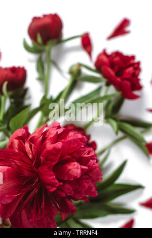 Blumen Komposition. Rote pfingstrose Blumen auf weißem Hintergrund. Flach, Ansicht von oben Mock up. Sommer Konzept. Stockfoto