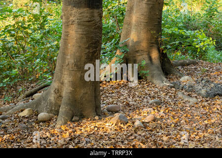 Bäume Amtsleitung in der Straße in der Nähe von Farmen Stockfoto