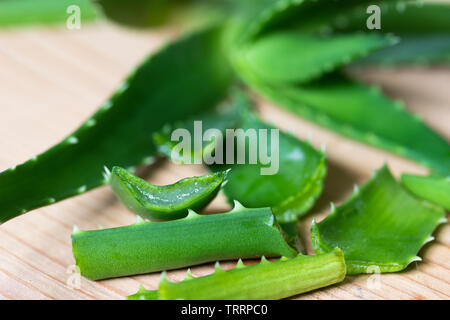 Grün Aloe Vera Pflanze auf einer hölzernen Oberfläche - in der Nähe Stockfoto
