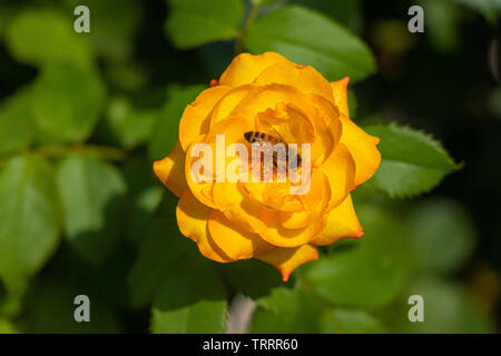 Honig Biene auf gelbe Rose in hellen, sonnigen Tag. Stockfoto