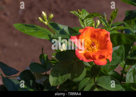 Rosa Rose blühen am Rosenstrauch. Stockfoto