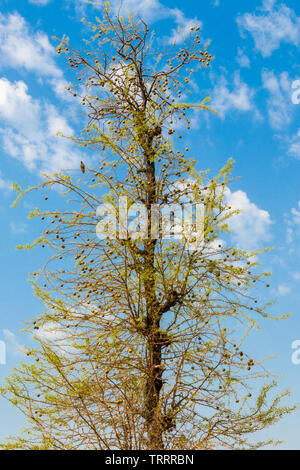 BAEL, Angle Marvelous oder Holz Apfelfrucht Baum auf blauem Himmel. Stockfoto