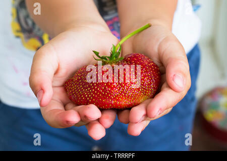 Große Erdbeeren in Kinderhand. Stockfoto