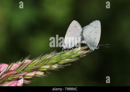 Ein paar der seltenen kleinen blauen Schmetterling Cupido minimus, hocken auf der Spitze einer Esparsette, onobrychis, Blume. Stockfoto
