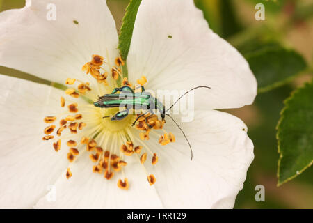 Eine hübsche männliche Geschwollen - thighed Flower Beetle, Oedemera nobilis, nectaring auf einem Wild Dog Rose Blume. Stockfoto