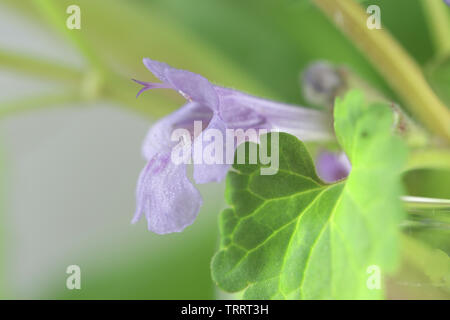 Glechoma hederacea, die gemeinhin als Boden - Efeu, Gill-über-die-Masse, creeping Charlie, alehoof, tunhoof, catsfoot, Feld Balsam bekannt und Run-away-robin Stockfoto