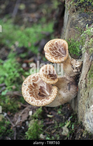 Polyporus squamosus aka Cerioporus Squamosus, wie die dryaden Sattel und der Fasan zurück Pilz bekannt Stockfoto