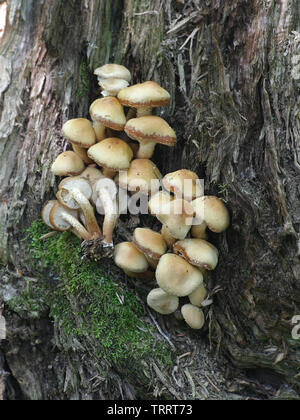 Kuehneromyces mutabilis (synonym: Pholiota mutabilis), allgemein bekannt als die ummantelten woodtuft Stockfoto