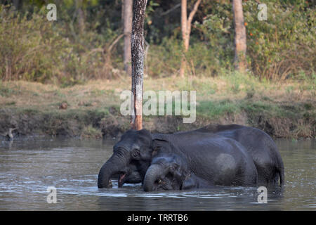 Ein paar Indische Elefanten baden an einem Wasserloch Stockfoto