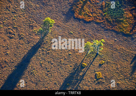 Gum Trees in einem Feld im Hinterland der Gold Coast wie aus einem Heißluftballon gesehen Stockfoto