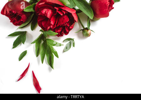 Blumen Komposition. Rote pfingstrose Blumen auf weißem Hintergrund. Flach, Ansicht von oben Mock up. Sommer Konzept. Stockfoto