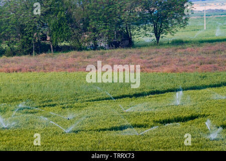 Sprinkleranlage-bewässerung System auf die Bewässerung in der Farm verwendet Stockfoto