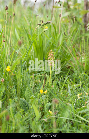 Dactylorhiza viridis, Frosch Orchidee im Gras Stockfoto