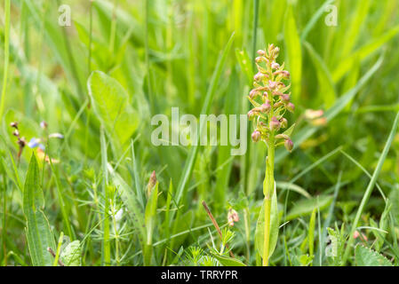 Dactylorhiza viridis, Frosch Orchidee im Gras Stockfoto