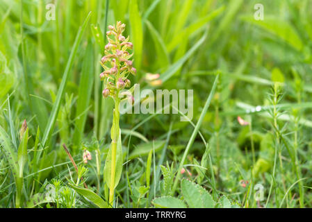 Dactylorhiza viridis, Frosch Orchidee im Gras Stockfoto