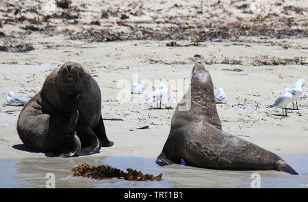 Australische Seelöwen sich erholend auf shoalwater Islands Marine Park Stockfoto