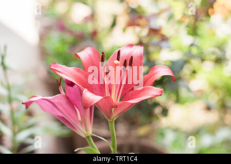 Lilium bulbiferum, allgemeinen Namen orange Lilie, Lilie und Tiger Lily, Bären groß, Fiery orange Blumen von Flecken bedeckt. Eine asiatische Arten Stockfoto