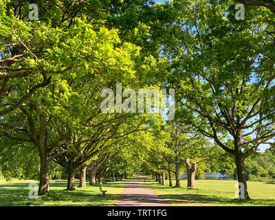 Allee der Eichen auf Southampton Common, ein öffentlicher Park in der Stadt. Schönen Sommertag mit blauem Himmel. Stockfoto