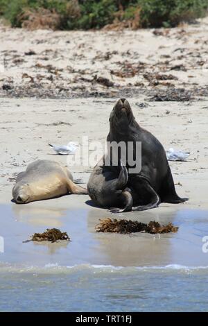 Australische Seelöwen sich erholend auf shoalwater Islands Marine Park Stockfoto