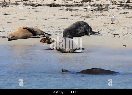 Australische Seelöwen sich erholend auf shoalwater Islands Marine Park Stockfoto