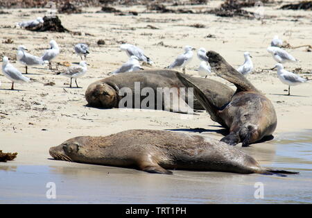 Australische Seelöwen sich erholend auf shoalwater Islands Marine Park Stockfoto