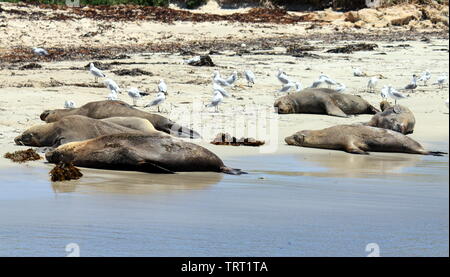 Australische Seelöwen sich erholend auf shoalwater Islands Marine Park Stockfoto