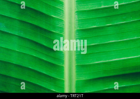 Close up detaillierte Ansicht von Green Banana leaf Hintergrund mit abstrakten vergeblich Textur Linien bilden natürliche Muster. Hell beleuchtet, die durch Sonnenlicht von tropischen Fores Stockfoto