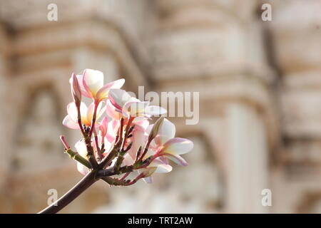 Rosa Blüten der Plumeria (Frangipani) mit einem Tempel Fassade in der Hintergrund verschwommen Stockfoto