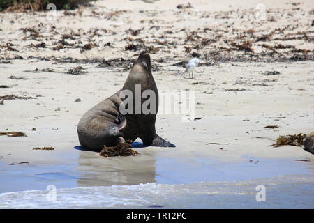 Australische Seelöwen sich erholend auf shoalwater Islands Marine Park Stockfoto