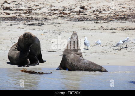 Australische Seelöwen sich erholend auf shoalwater Islands Marine Park Stockfoto