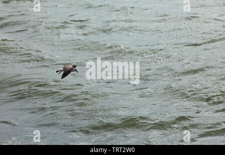 Gaviota sobre Río Tajo. Barrio Belém, Ciudad de Lisboa, Portugal, Península Ibérica, Europa Stockfoto