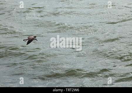 Gaviota sobre Río Tajo. Barrio Belém, Ciudad de Lisboa, Portugal, Península Ibérica, Europa Stockfoto