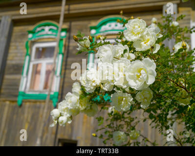 Rose-hip Bush mit weißen Blumen im Garten durch die Holz- Haus im Dorf auf einem Sommer sonnigen Tag Stockfoto