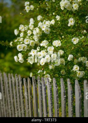 Rose-hip Bush mit weißen Blumen im Garten im Dorf auf einem Sommer sonnigen Tag Stockfoto