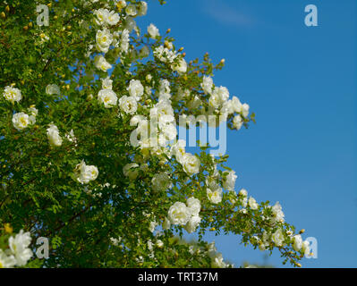 Rose-hip Bush mit weißen Blumen im Garten im Dorf auf einem Sommer sonnigen Tag Stockfoto